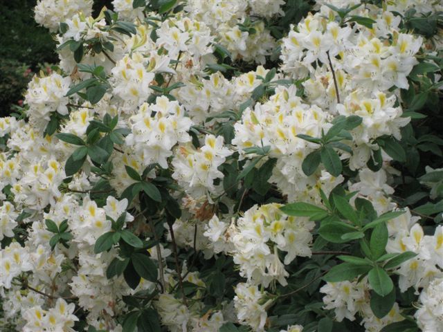 Jardins de Callunes